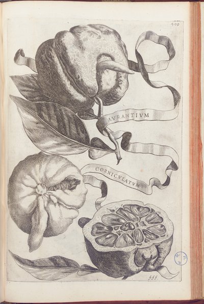 Gehörnte Orange, Tafel 409 aus "Hesperides sive de Malorum Aureorum Cultura et Usu Libri Quatuor" von Giovanni Battista Ferrari, 1646 von Cornelis Bloemaert
