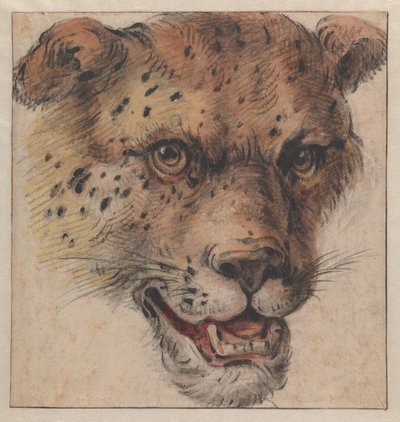Der Kopf eines Leoparden von Cornelis Saftleven