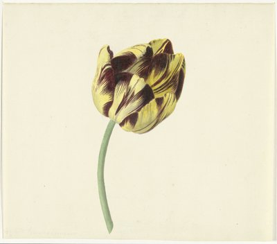 Tulpe namens Bizard Pontifex Romanus von Cornelis van Noorde