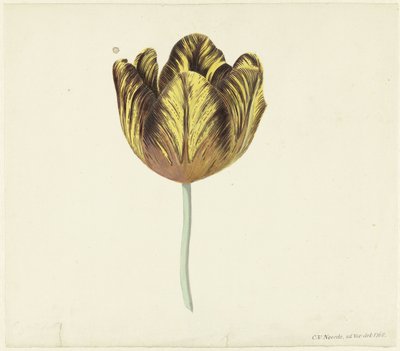 Tulpe namens Bizard Sub. A von Cornelis van Noorde