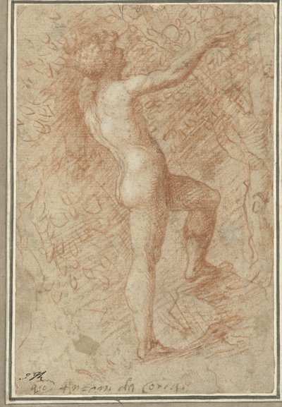 Adam pflückt den Apfel vom Baum von Correggio