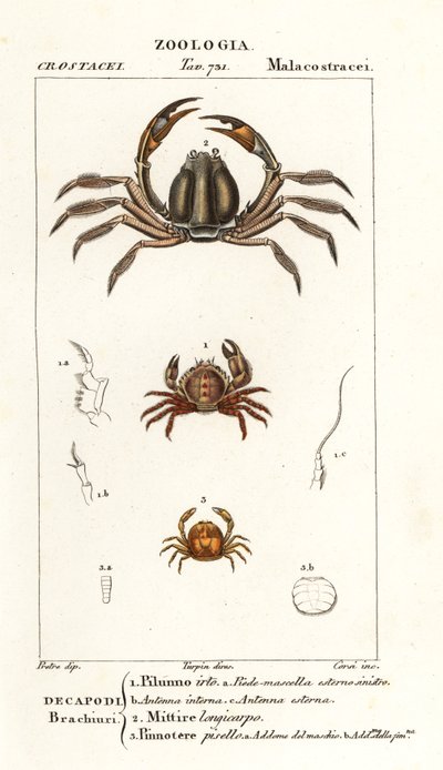 Borstenkrabbe, Pilumnus hirtellus 1, hellblaue Soldatenkrabbe, Mictyris longicarpus 2, Erbsenkrabbe, Pinnotheres pisum 3 von Corsi Corsi