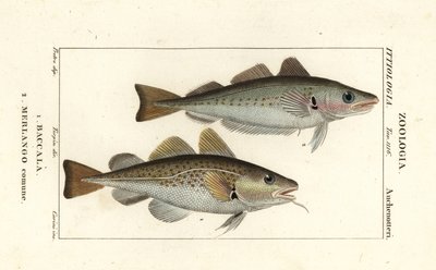 Kabeljau, Gadus morhua, Baccala und Wittling, Merlangius merlangus, Merlango comune von Corsi Corsi