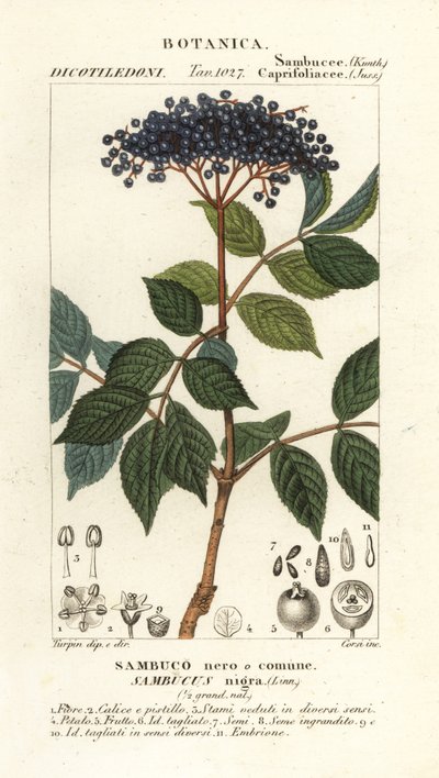 Schwarzer Holunder, Sambucus nigra von Corsi Corsi