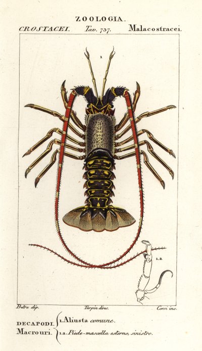 Europäischer Langusten, Palinurus elephas von Corsi Corsi