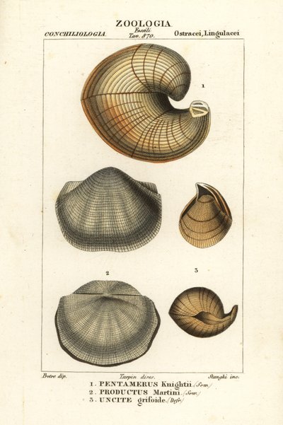 Fossilien ausgestorbener Lampenschalen von Corsi Corsi