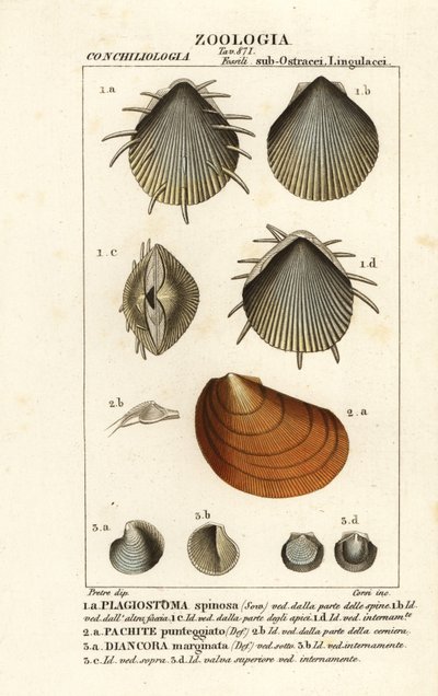 Fossilien ausgestorbener Kammmuscheln von Corsi Corsi