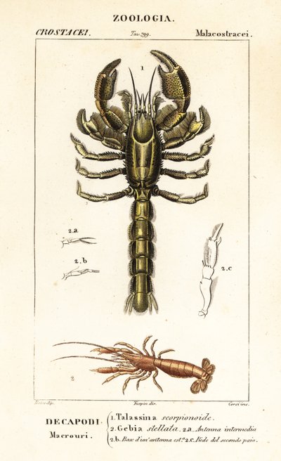 Schlammlobster und Schlammschrimp von Corsi Corsi