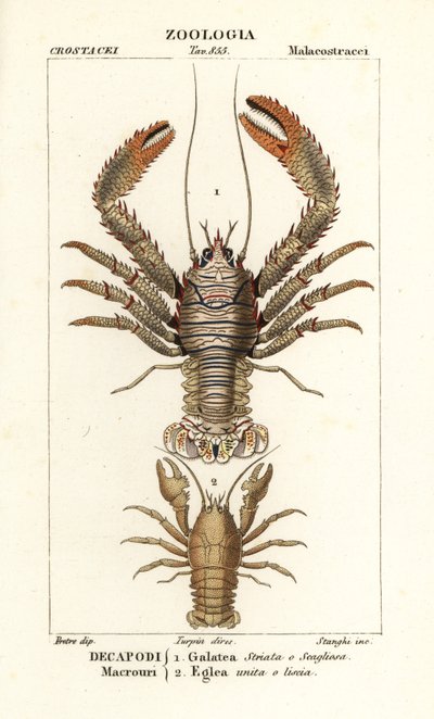 Kleine Languste, Galathea strigosa und Aegla laevis von Corsi Corsi