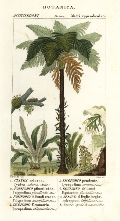 Westindischer Baumfarn, Cyathea arborea, Weinrebenfarn, Microgramma piloselloides, anmutiger Farn, Niphidium crassifolium, grober Quastenfarn, Huperzia phlegmaria, Hirschhorn-Bärlapp, Lycopodiella cernua, Wasser-Schachtelhalm von Corsi Corsi