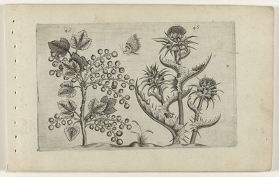 Johannisbeere und Mariendistel (Cognoscite lilia, Serientitel) von Crispijn van de Passe (I) (attributed to)