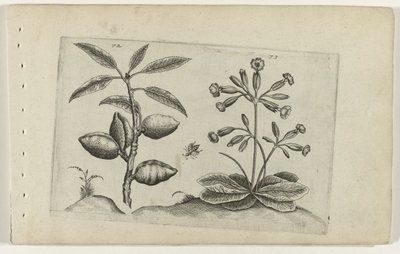 Mandelbaum und Schlüsselblume von Crispijn van de Passe (I) (attributed to)