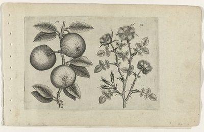 Apfel und Hundsrose Cognoscite lilia (Serientitel) von Crispijn van de Passe (I) (attributed to)
