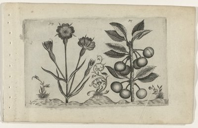 Kornrade und Sauerkirsche von Crispijn van de Passe (I) (attributed to)