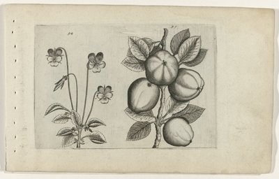 Driekleurig viooltje und Apfel von Crispijn van de Passe (I) (attributed to)