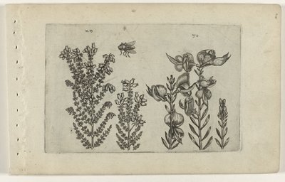 Gewöhnliche Heide und Besenstrauch von Crispijn van de Passe (I) (attributed to)