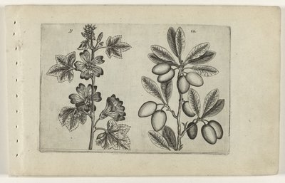 Große Malve und Olivenbaum Cognoscite lilia (Serientitel) von Crispijn van de Passe (I) (attributed to)