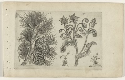 Grove den und Borretsch von Crispijn van de Passe (I) (attributed to)