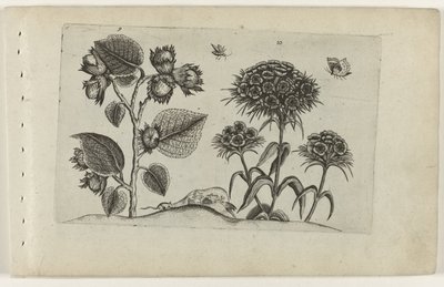 Haselzweig und Tausendschön von Crispijn van de Passe (I) (attributed to)