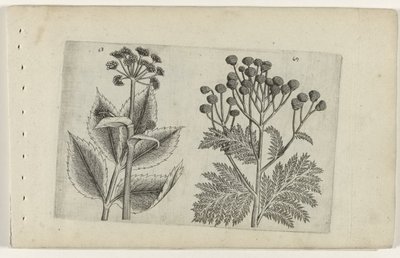 Hirschwurz und Rainfarn von Crispijn van de Passe (I) (attributed to)