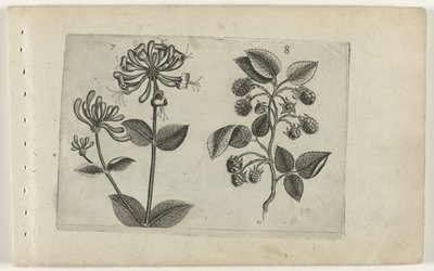 Geißblatt und Himbeere von Crispijn van de Passe (I) (attributed to)