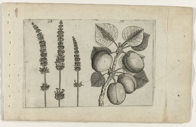 Lavendel und Aprikose von Crispijn van de Passe (I) (attributed to)