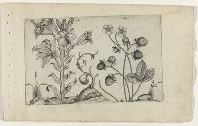 Madonnalilie und Erdbeere Cognoscite lilia (Serientitel) von Crispijn van de Passe (I) (attributed to)