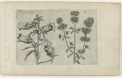 Maiglöckchen und Majoran von Crispijn van de Passe (I) (attributed to)