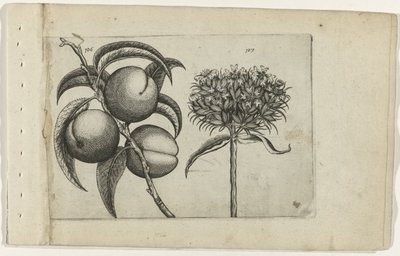 Pfirsich und brennende Liebe von Crispijn van de Passe (I) (attributed to)