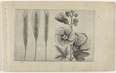 Roggen und Stockrose von Crispijn van de Passe (I) (attributed to)