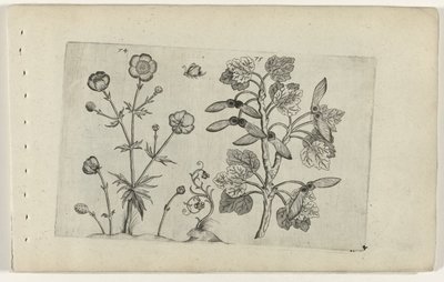 Scharfer Hahnenfuß und Feldahorn Cognoscite lilia (Serientitel) von Crispijn van de Passe (I) (attributed to)