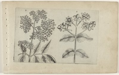 Sering en mansbloed von Crispijn van de Passe (I) (attributed to)