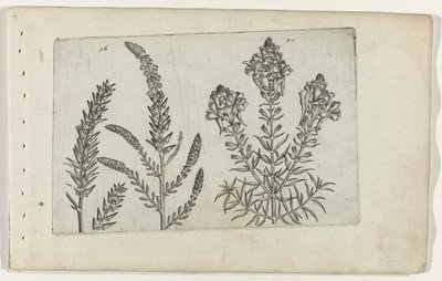 Tamariske und Leinkraut von Crispijn van de Passe (I) (attributed to)