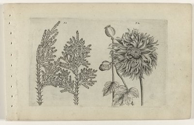 Zevenboom und Schlafmohn Cognoscite lilia (Serientitel) von Crispijn van de Passe (I) (attributed to)
