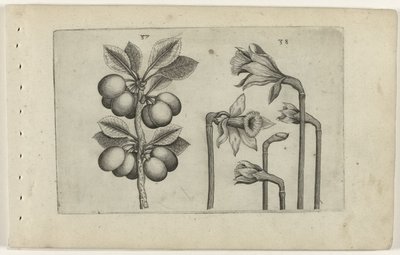 Sauerkirsche und wilde Narzisse, Cognoscite lilia (Serientitel) von Crispijn van de Passe (I) (attributed to)