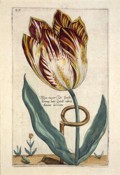 Tulipa Mayor Do Jacobi Bommy, Platte 47, aus 