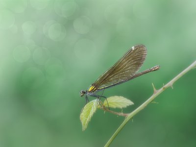 Zarte Libelle auf Ast von Cristiano Giani