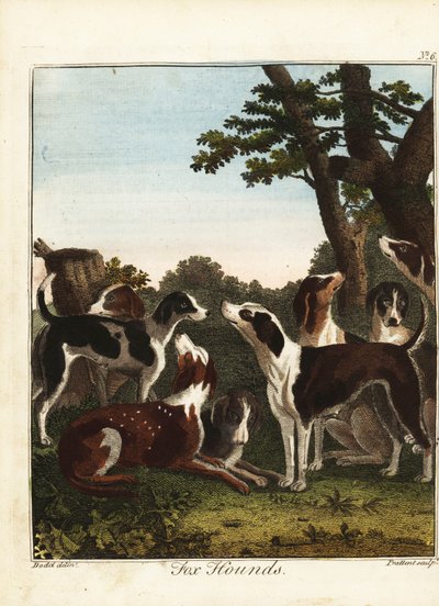 Ein Rudel Füchse vor der Jagd von Daniel (after) Dodd