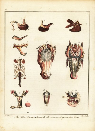 Anatomie eines Pferdes. 1792 von Daniel (after) Dodd