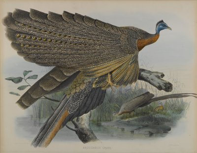 Argusianus Grayii von Daniel Giraud and Gould John Elliott
