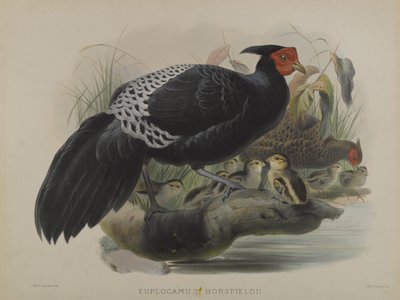 Euplocamus Horsfieldii von Daniel Giraud and Gould John Elliott