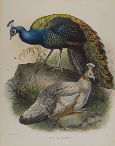 Pavo Nigripennis - Schwarzschulterpfau von Daniel Giraud and Gould John Elliott