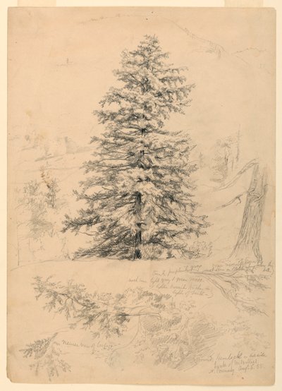 Zeichnung, Studie einer Hemlocktanne, North Conway, New Hampshire von Daniel Huntington