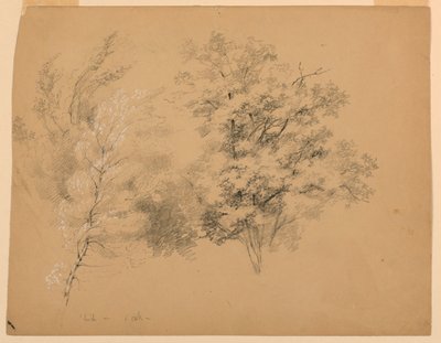 Studie von Bäumen, Birke und Eiche von Daniel Huntington