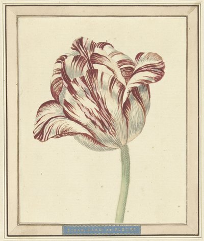 Tulpe, mit dem Namen Bisar, Kardinal de Fleuri von Daniël Marot (II)