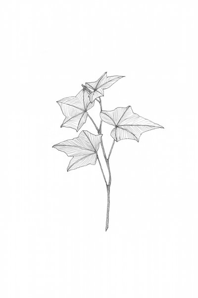 Botanische Linienkunst von Danushka Abeygoda