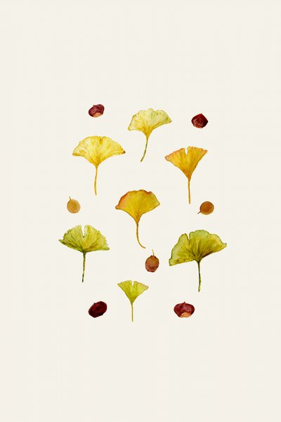 Ginkgo-Blätter und Samen von Danushka Abeygoda