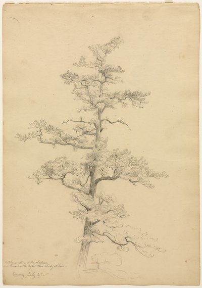 Kiefer, Conway, New Hampshire (recto), Landschafts- und Baumstudien (verso), ca. 1851 von David Johnson