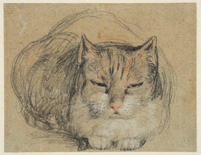 Katze, Studie für 
