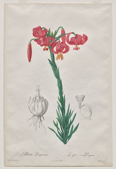 Lillium Pomponium (Turban-Lilie), Tafel 7 aus Les Liliacées von De Gouy